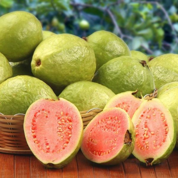 Guava