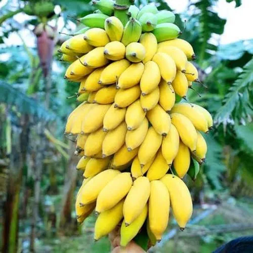 BANANA