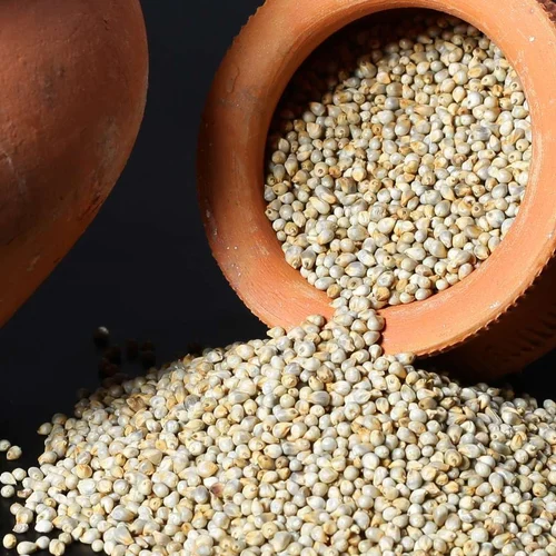 PEARL MILLET (BAJRA)