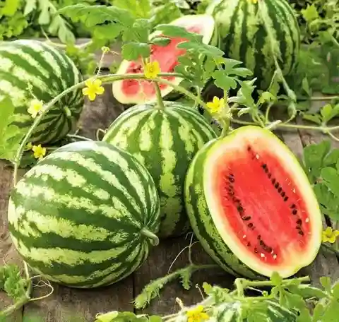 Watermelon