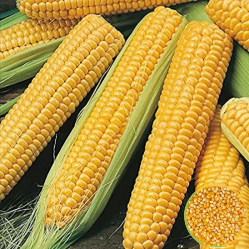 MAIZE